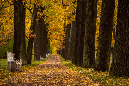叶子的金黄与草地的枯黄俄罗斯秋季最美的皇家园林叶卡捷琳娜宫花园秋色背景