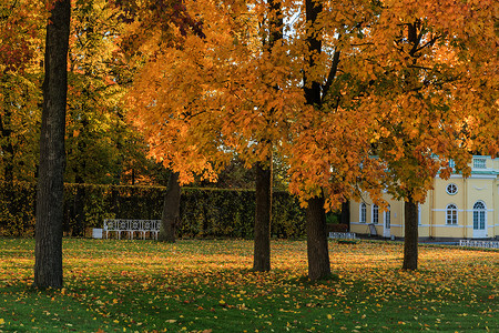俄罗斯秋季最美的皇家园林叶卡捷琳娜宫花园秋色背景图片