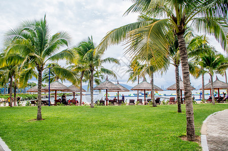 芽庄珍珠岛椰子树林背景图片