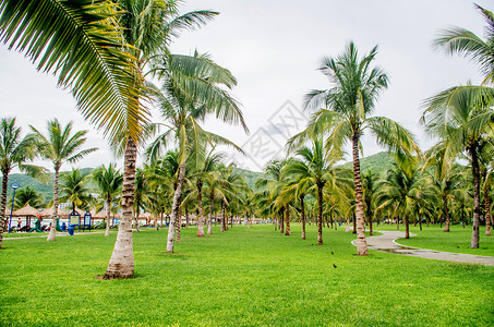 芽庄珍珠岛椰子树林高清图片