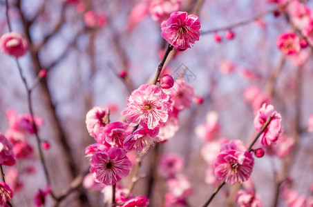 紫凤公园紫蓬山冬日盛开的梅花背景