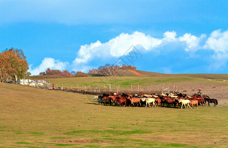 牛背内蒙古自治区乌兰布统杨树背景点背景