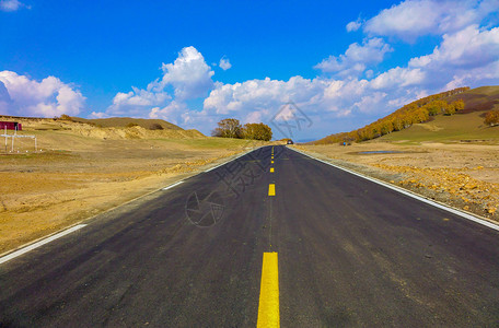 内蒙古自治区乌兰布统杨树背道路背景图片