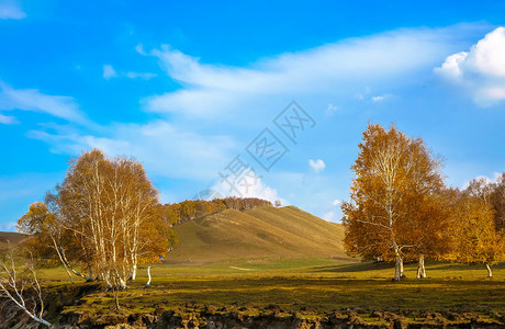 内蒙古自治区乌兰布统杨树背景点背景图片