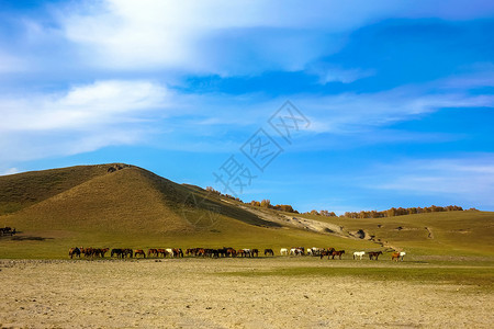 内蒙古自治区乌兰布统杨树背景点高清图片
