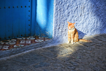 猫旅行摩洛哥蓝色之城舍夫沙万背景