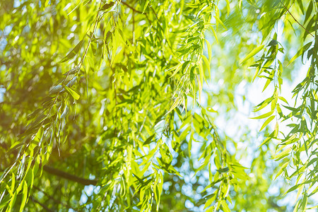 柳树叶绿色杨柳柳树高清图片