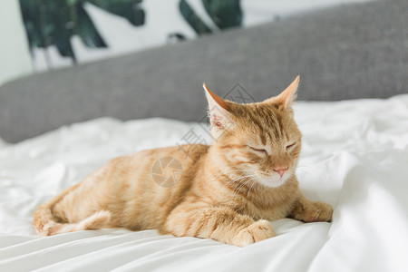 橘猫动物日慵懒猫高清图片