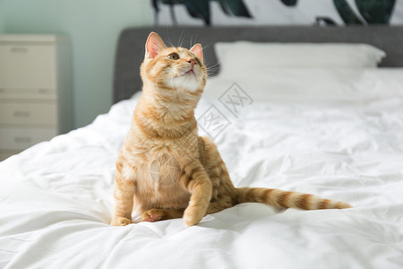 橘猫黄色短喙高清图片