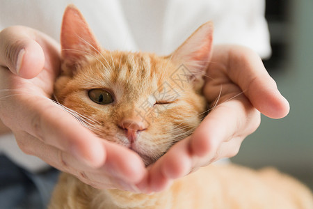 橘猫猫咪抱钱高清图片