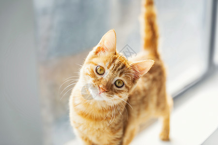 喵星人橘猫搞怪的猫高清图片