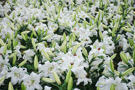 一支百合花正在绽放的百合花背景