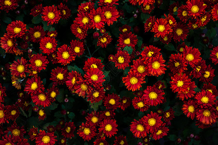 一群红色小菊花背景