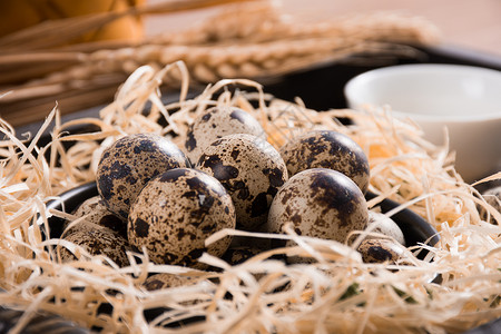 鹌鹑蛋鹌鹑卵鹌鹑窝高清图片