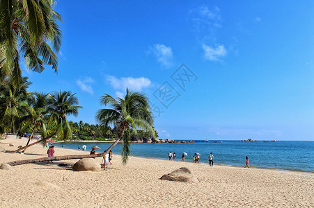 沙滩椰树标签碧海蓝天的三亚湾背景