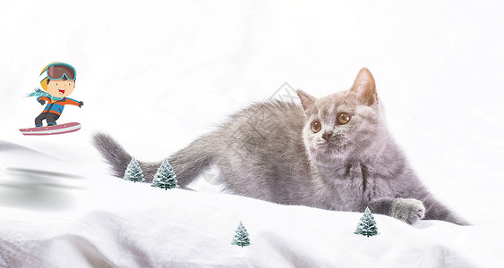 微观世界滑雪的猫高清图片