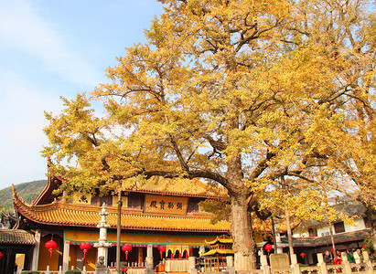 浙江省宁波市奉化区溪口镇雪窦寺古寺庙银杏树背景