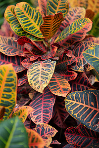 植物园中的热带植物背景图片