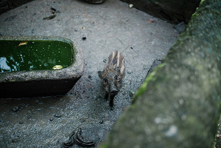 愤怒的小鸟猪小野猪背景