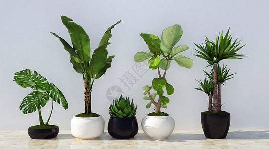 室内绿植盆栽植物盆栽设计图片
