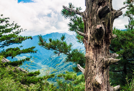 西安朱雀山国家森林公园背景