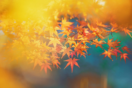 金色叶子团扇橙红色枫叶背景