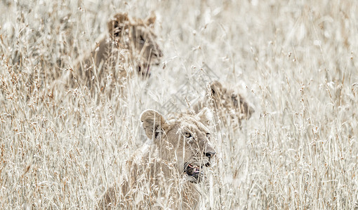 非洲肯尼亚马赛马拉大草原上的狮子背景