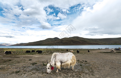 西藏羊卓雍措湖边的牦牛高清图片