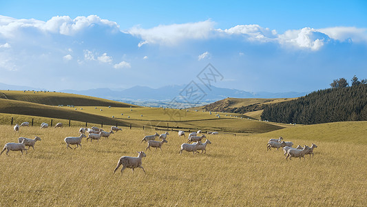 草原绵羊新西兰牧场背景