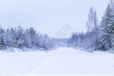 冬森林冬季雪景设计图片