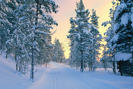 冬森林冬季雪景设计图片