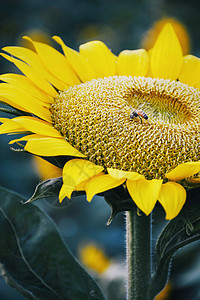 向日葵与蜜蜂背景图片