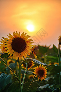 花卉手机壁纸秋天向日葵夕阳背景