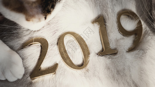 数字猫红素材新年元旦2019与猫爪背景