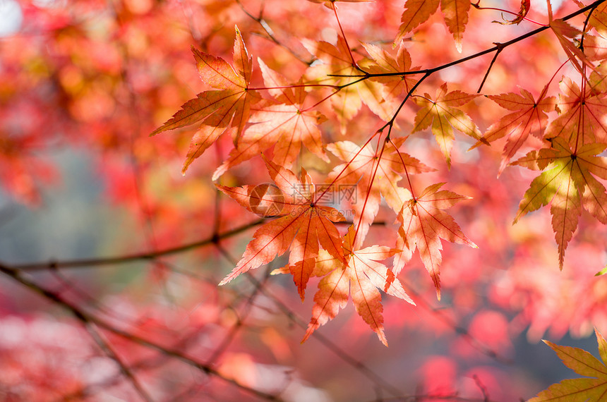南京栖霞山的枫叶图片