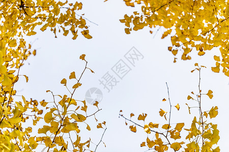 秋天银杏背景图片