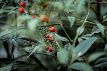 植物枸骨背景图片