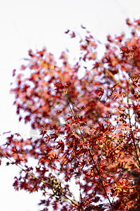 秋季盛开的枫叶背景图片
