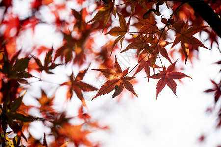 秋季盛开的枫叶背景图片