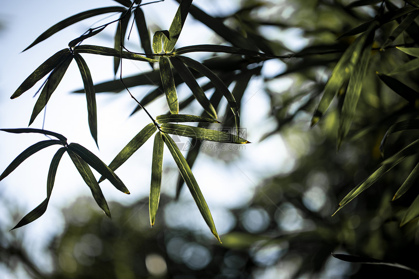 竹叶植物图片