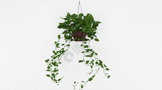 挂墙盆栽绿萝植物盆栽设计图片