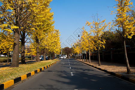 秋天银杏树背景图片