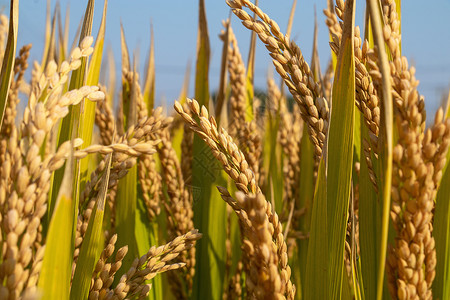 农民收稻子水稻背景