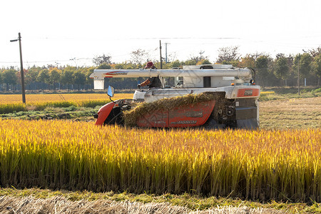 芒种时节收割水稻背景图片