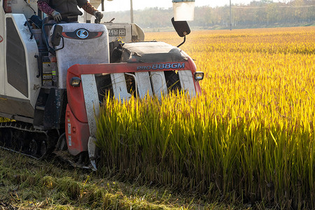 农作物收割芒种时节收割水稻背景