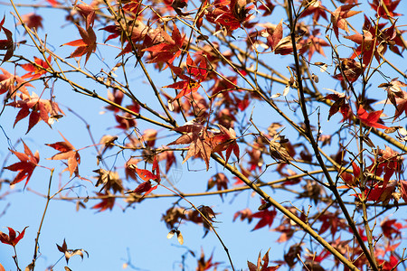 秋天枫叶立秋变红高清图片