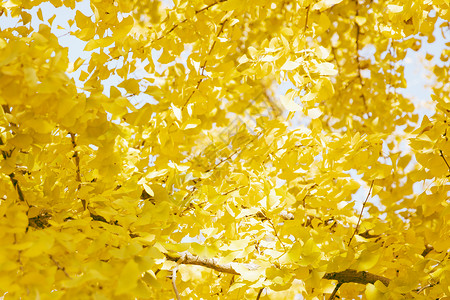 大自然叶子秋天的银杏背景