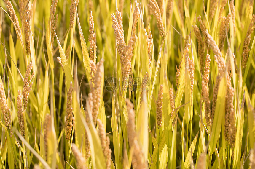 芒种时节水稻图片