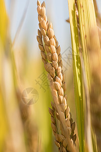 黄色的稻子秋天里田间的水稻背景