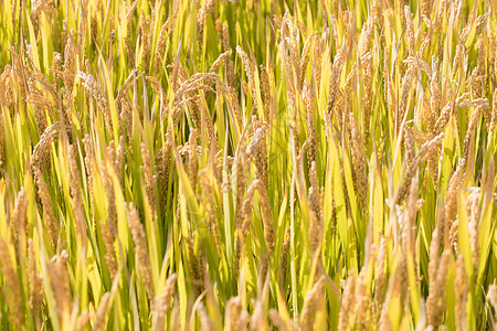 秋天里田间的水稻高清图片
